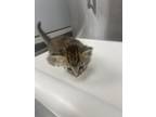 Adopt Kylie a Brown Tabby Domestic Shorthair / Domestic Shorthair / Mixed cat in