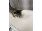 Adopt Krissy a White Domestic Shorthair / Mixed Breed (Medium) / Mixed (short