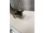 Adopt Krissy a Brown Tabby Domestic Shorthair / Domestic Shorthair / Mixed cat