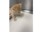 Adopt Kam a Orange or Red Domestic Shorthair / Domestic Shorthair / Mixed cat in