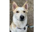 Adopt Oona a White - with Red, Golden, Orange or Chestnut German Shepherd Dog /