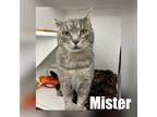 Adopt Mister a Gray, Blue or Silver Tabby Domestic Shorthair (short coat) cat in