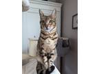 Adopt Mimi a Brown Tabby Bengal / Mixed (short coat) cat in Newtonville