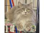 Adopt Ruffles a Gray, Blue or Silver Tabby Domestic Longhair (long coat) cat in