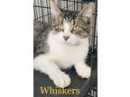 Adopt Whiskers a Brown Tabby Domestic Shorthair (short coat) cat in St.