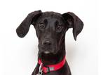 Adopt Aphrodite a Weimaraner / Mixed dog in San Luis Obispo, CA (41443834)