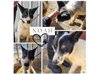 Adopt Noah a White - with Black Akita / Border Collie / Mixed dog in Monte