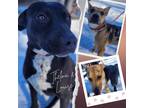 Adopt Thelma a Black - with White Pit Bull Terrier / Catahoula Leopard Dog /