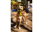 Adopt Ty a Tan/Yellow/Fawn Mixed Breed (Large) / Mixed dog in Corvallis