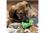 Adopt Hera - The Goddess of Women - AVAILABLE a Brown/Chocolate Mixed Breed