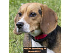 Adopt Penny a Brown/Chocolate Beagle / Mixed Breed (Medium) / Mixed (short coat)