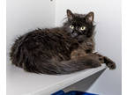 Adopt Reginald a All Black Maine Coon / Domestic Shorthair / Mixed cat in