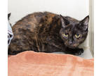 Adopt Patches a All Black Domestic Longhair / Domestic Shorthair / Mixed cat in