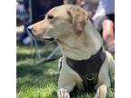 Adopt Rhea a Tan/Yellow/Fawn Labrador Retriever / Mixed dog in Chino Valley