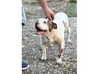 Adopt Rosie a White - with Brown or Chocolate American Staffordshire Terrier /