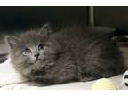 Adopt Lamb a Gray or Blue Domestic Longhair / Domestic Shorthair / Mixed cat in