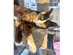 Adopt Tammy a All Black Domestic Shorthair / Domestic Shorthair / Mixed cat in