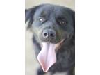 Adopt Raven a Black Labrador Retriever / Rottweiler / Mixed (short coat) dog in