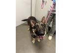 Adopt Roy a Black German Shepherd Dog / Mixed dog in Fresno, CA (41443806)