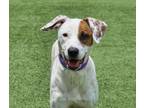 Adopt Springs a White Pointer / Mixed Breed (Medium) / Mixed (short coat) dog in