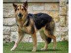 Adopt Luna a Brindle German Shepherd Dog / Mixed (short coat) dog in North