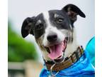 Adopt Frank a Black Jack Russell Terrier / Mixed Breed (Medium) / Mixed (short