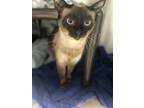 Adopt Maddie a Brown or Chocolate Siamese / Domestic Shorthair / Mixed cat in