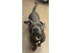Adopt Jubar a Gray/Blue/Silver/Salt & Pepper Mixed Breed (Large) / Mixed dog in