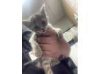 Adopt 7 a Orange or Red Domestic Shorthair / Domestic Shorthair / Mixed cat in