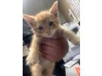Adopt 5 a Orange or Red Domestic Shorthair / Domestic Shorthair / Mixed cat in
