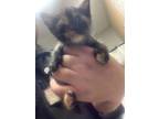 Adopt 4 a Orange or Red Domestic Shorthair / Domestic Shorthair / Mixed cat in