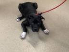 Adopt Gino a Black American Pit Bull Terrier / Mixed Breed (Medium) / Mixed