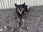 Adopt Lady Bug a Black Shepherd (Unknown Type) / Mixed dog in Coon Rapids