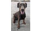 Adopt Hogan a Brown/Chocolate Doberman Pinscher / Mixed dog in Mesquite