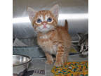 Adopt 55835419 a Orange or Red Domestic Shorthair / Domestic Shorthair / Mixed