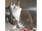 Adopt Louisiana a White Domestic Shorthair / Domestic Shorthair / Mixed cat in