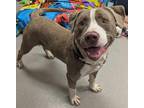 Adopt Carmine a Tan/Yellow/Fawn American Pit Bull Terrier / Mixed dog in