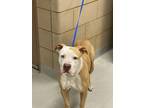 Adopt Cora a Tan/Yellow/Fawn American Pit Bull Terrier / Mixed Breed (Medium) /