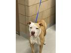Adopt 55904070 a Tan/Yellow/Fawn American Pit Bull Terrier / Mixed dog in