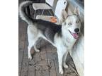 Adopt Yuri a White Husky / Canaan Dog / Mixed (short coat) dog in Mesquite