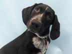 Adopt Tate a Black Hound (Unknown Type) / Mixed dog in Golden Valley