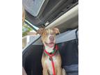 Adopt Charleston a Tricolor (Tan/Brown & Black & White) Terrier (Unknown Type