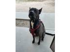 Adopt Millie a Black - with White German Shepherd Dog / Mixed dog in Hesperia