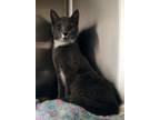 Adopt Napkin a Gray or Blue Domestic Shorthair / Domestic Shorthair / Mixed cat