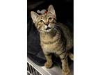 Adopt Sonic a Brown or Chocolate Domestic Shorthair / Domestic Shorthair / Mixed