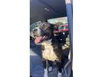 Adopt bambi a Brown/Chocolate - with White American Pit Bull Terrier / American