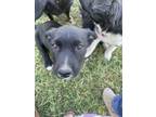 Adopt Midnight a Black - with White American Pit Bull Terrier / Dachshund /