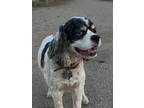 Adopt Morgan a Black - with White Cocker Spaniel / Mixed dog in Cameron Park
