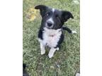 Adopt Rosa a Black - with White Husky / Dachshund / Mixed dog in Phoenix