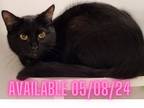 Adopt Cat Condo #20 Puma a Domestic Shorthair / Mixed (short coat) cat in